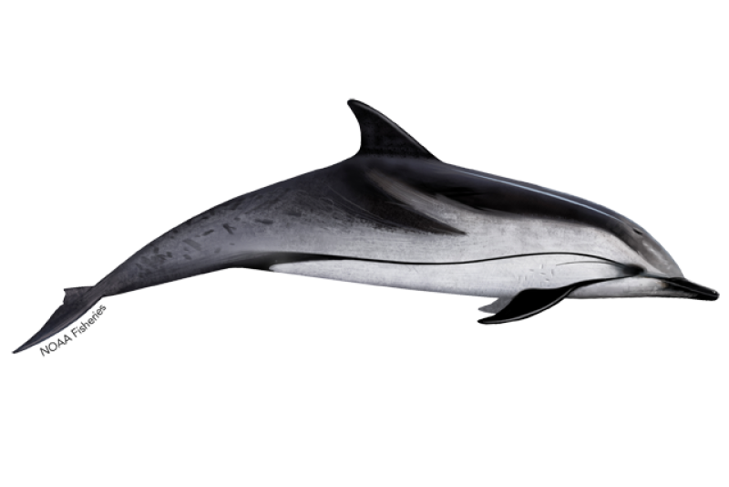 Side-profile illustration of a striped dolphin.