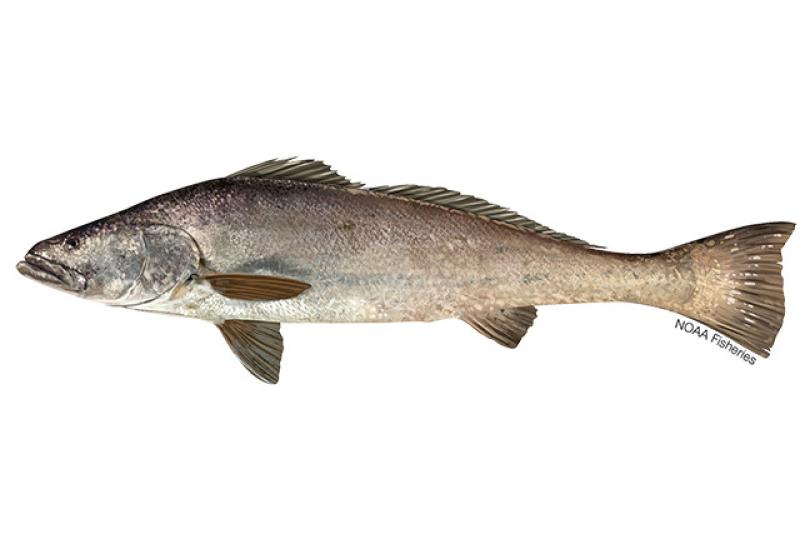 640x427-Totoaba.jpg