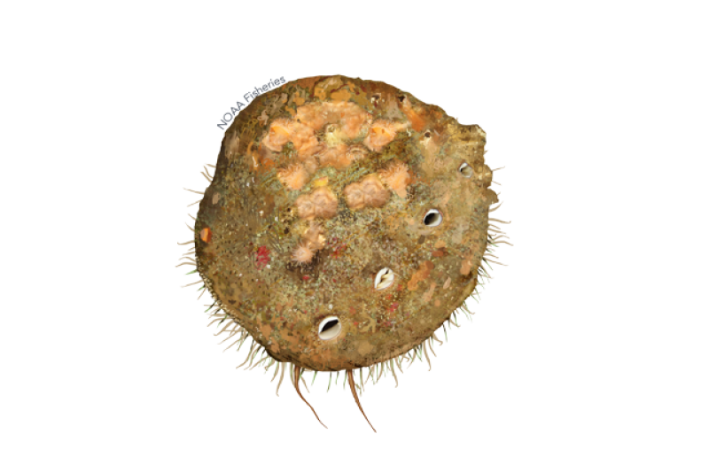 Color drawing of a white abalone from above
