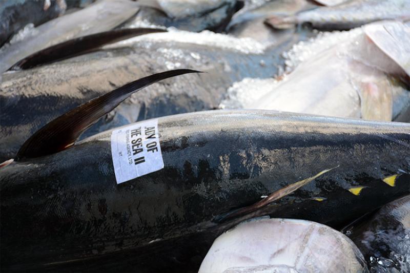 750x500-ahi-fish-auction-on-ice-NOAA-PIRO.jpg