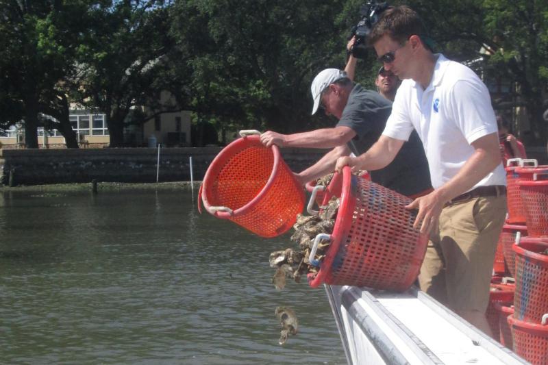 A man wearing a white short-sleeved shirt and sunglasses tips oyster shells from a red basket over the side of a boat into the water