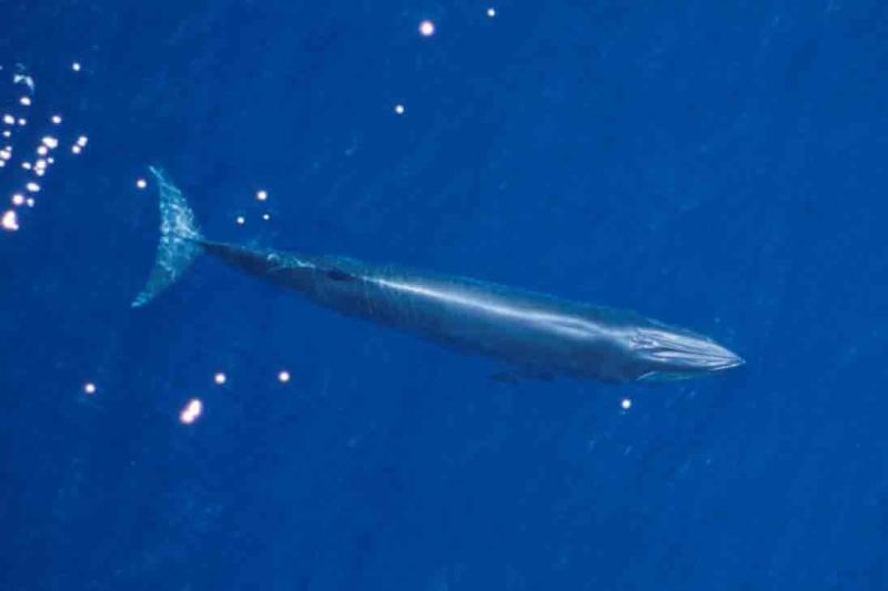 750x500-brydes-whale.jpg