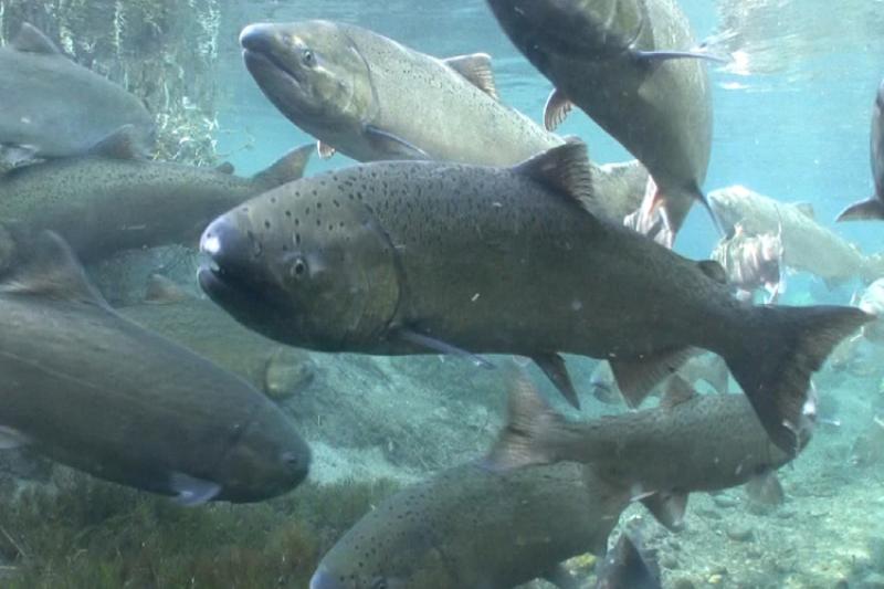 School of adult chinook salmon