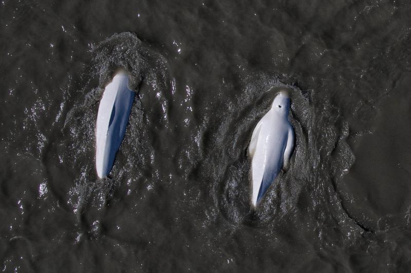 750x500-cook-inlet-beluga-whales-2017.jpg