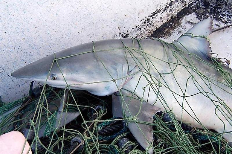 Shark in green net on boat