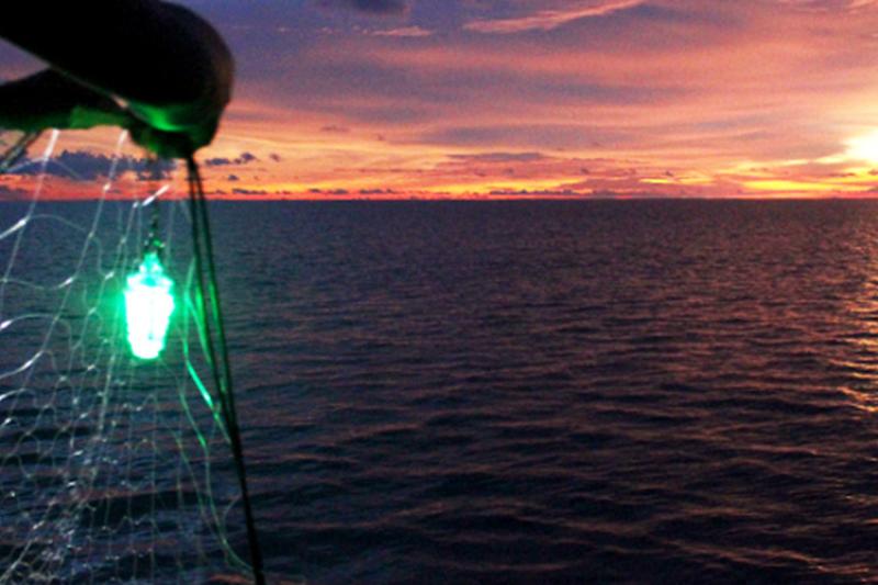 Ocean Great Ideas: Fishing nets with LED lights and selective panels to  reduce bycatch
