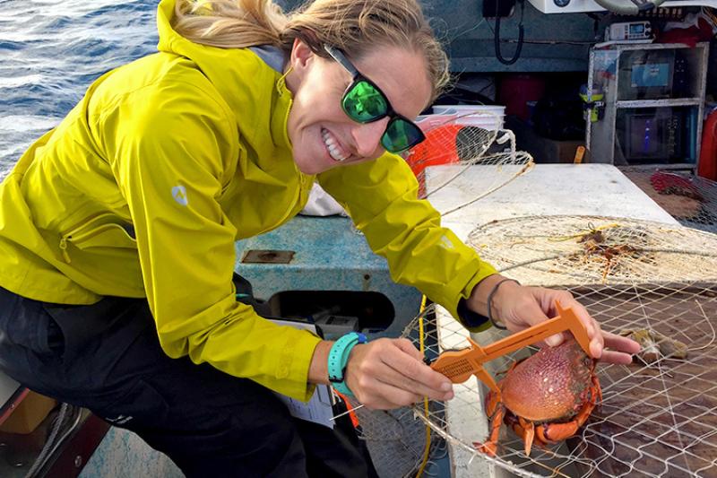 750x500-measuring-length-female-kona-crab-JW-PFR.jpg