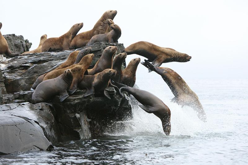 750x500-sea-lions-AFSC.jpg