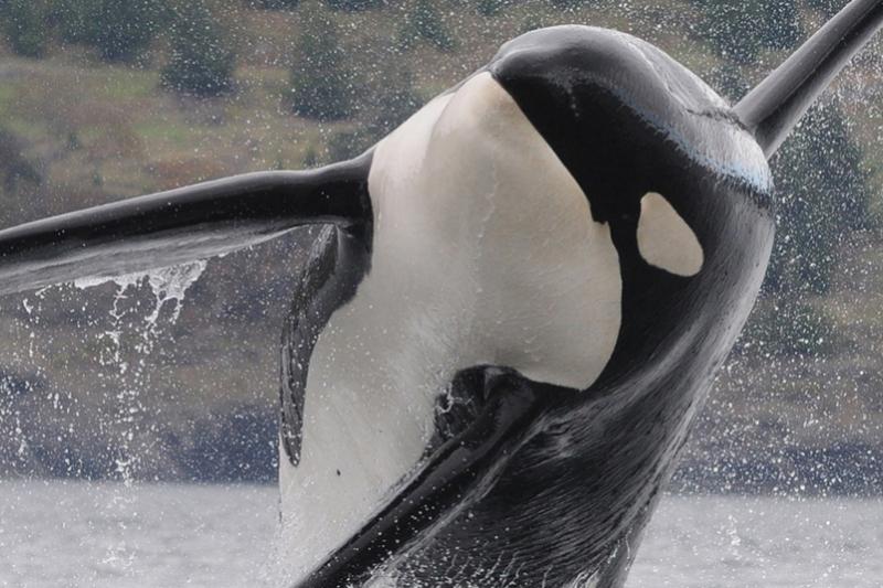 750x500-Southern-Resident-killer-whale-NOAA.jpg