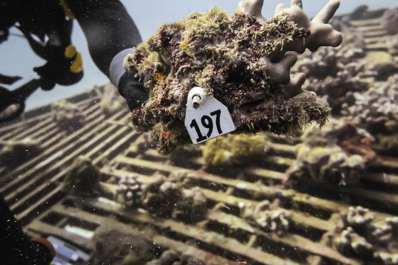 750x500-super-coral-heat-tolerance-stress-testings-carlo-caruso-HIMB.jpg