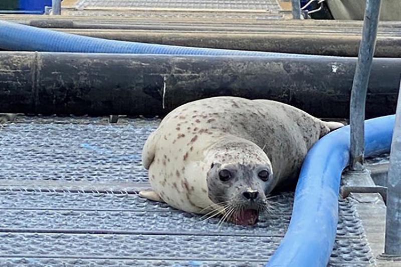 harbor seal with its teeth stuck in metal grating