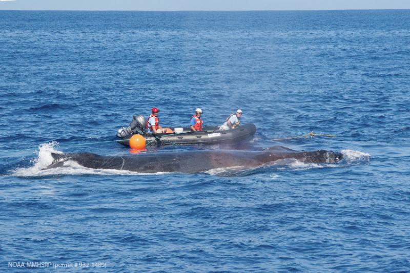 750x500-whale-disentanglement-2009-NOAA-MMHSRP.jpg