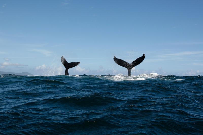 750x500-whale-tails-shutterstock-533230429.jpg