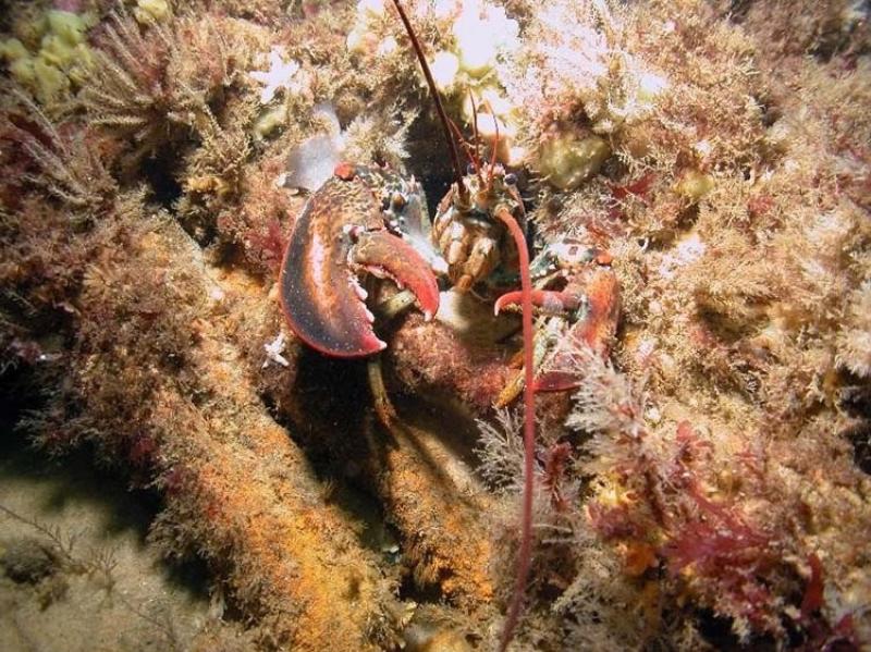 750x500_lobster_credit from Matthew Lawrence.jpg
