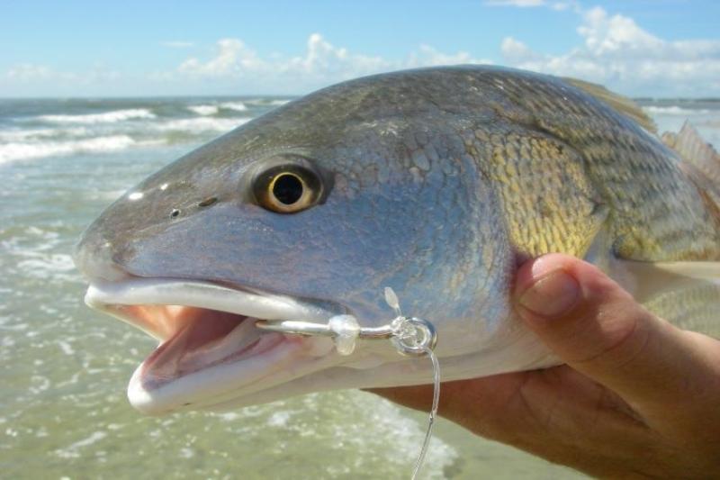 750x500_redfishcirclehookcloseup.JPG