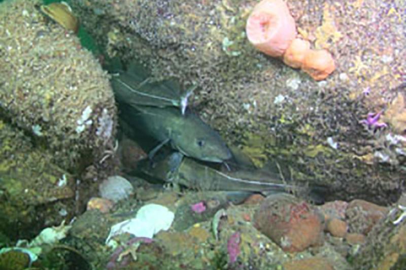 750x500hidingcod.jpg
