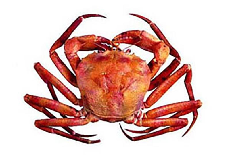 750x500redcrab.jpg