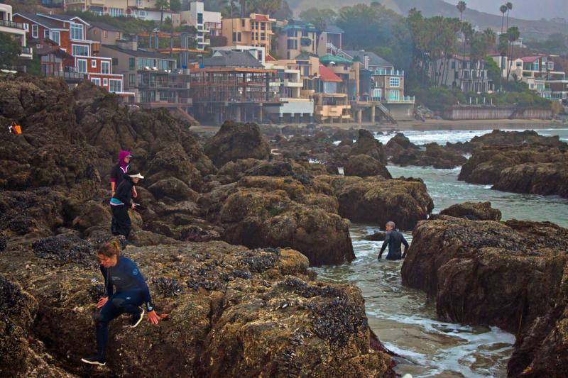 People surveying abalone on a rocky coastline