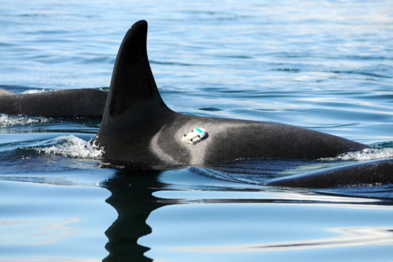 Acoustic recording tags on the back of a partially submerged killer whale