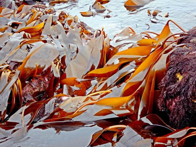 AKPeninsula_kelps_01-retouched.jpg