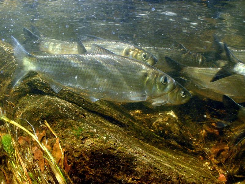 alewives.jpg