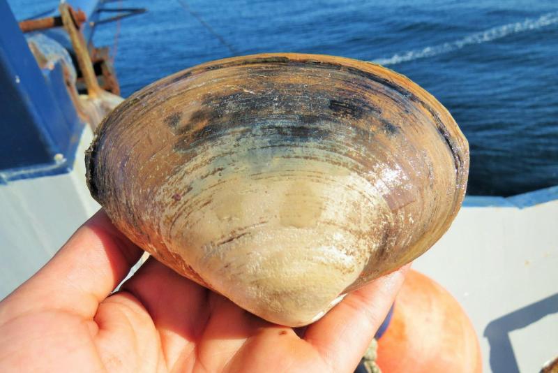 Atlantic surfclam