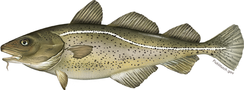 atlantic_cod.png
