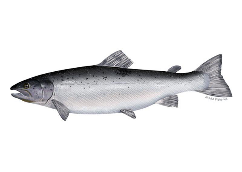 atlantic_salmon_illustration.jpg