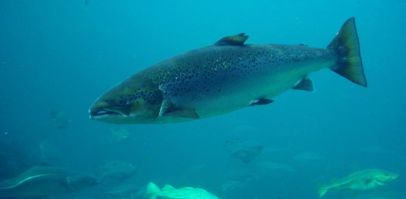 atlanticsalmon_feature01.jpg