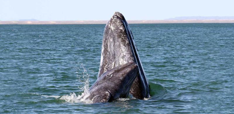 automatic_whale_detector_version2.0.jpg