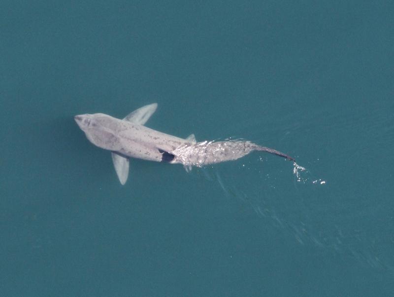 Blue ocean with large basking shark in center of image.  Dorsal fin is above the water