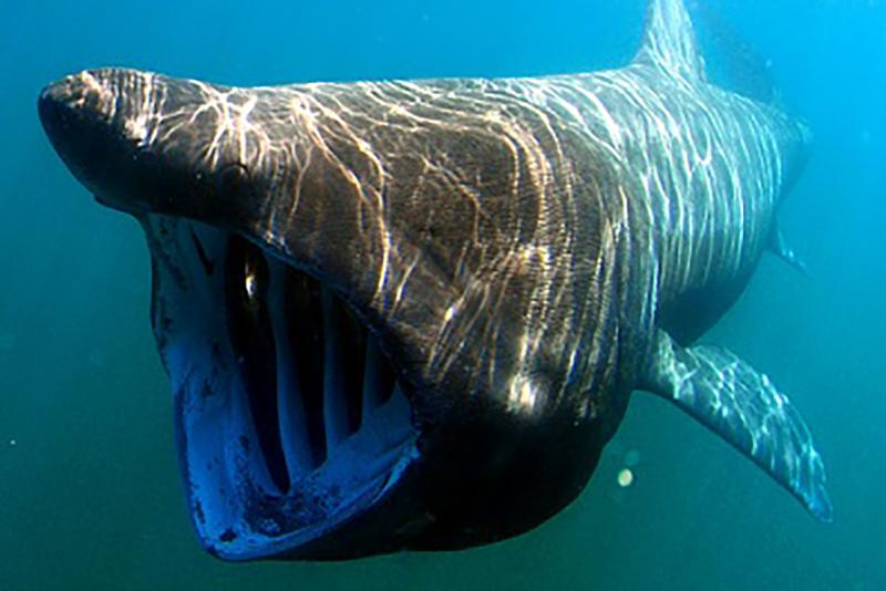 Basking Shark_750x500.jpg