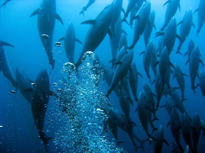 Tuna in a tuna trap