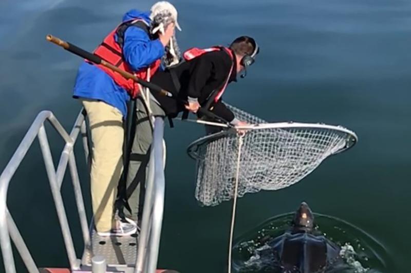 Two researchers on bowsprit holding net with leatherback turtle in the water below.