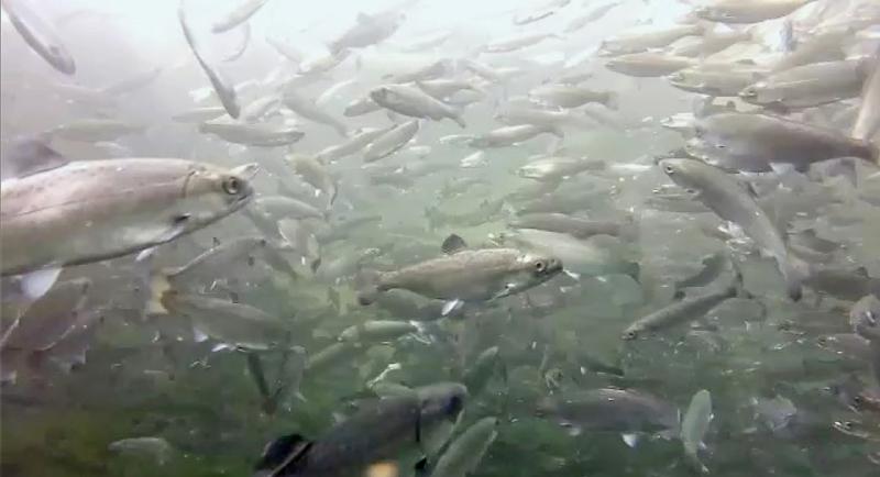Chinook salmon