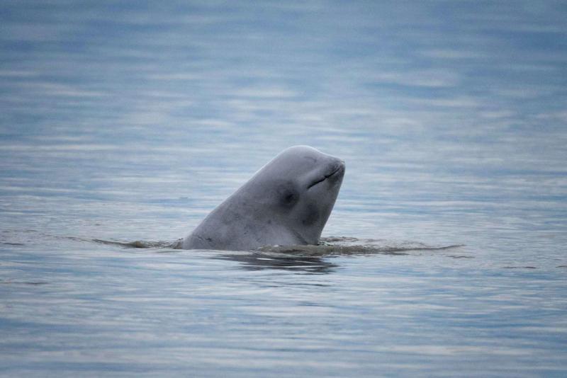 Baby whale poking its head out of the water 