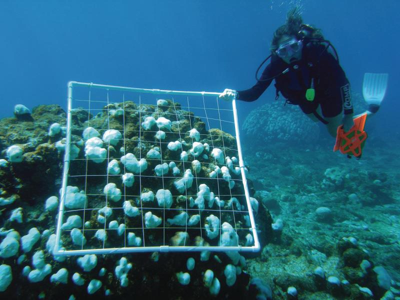 coraldiver_noaaUSVI.jpg