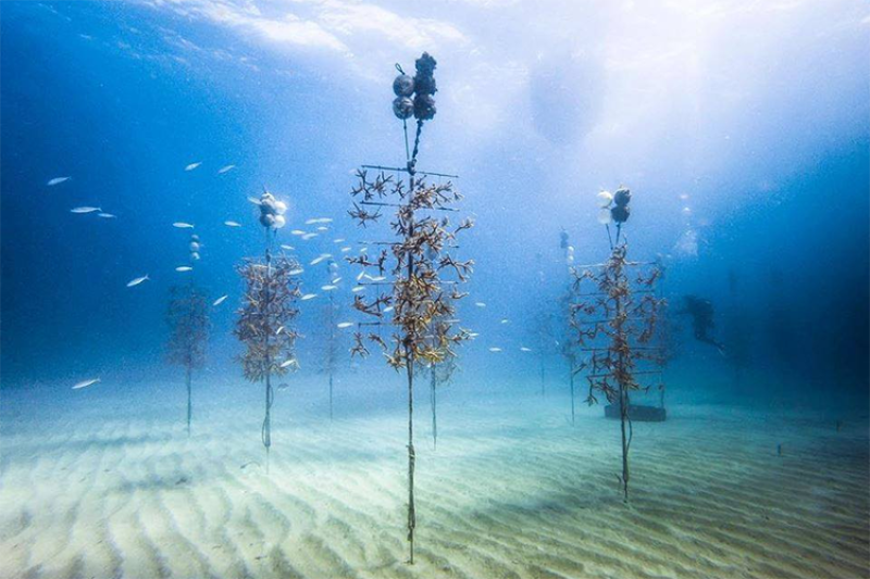 CoralNursery_Credit_CoralRestorationFoundation.png