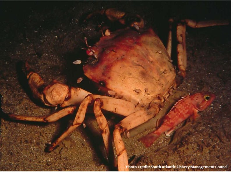 crab-SA-CFENN-SERO.png