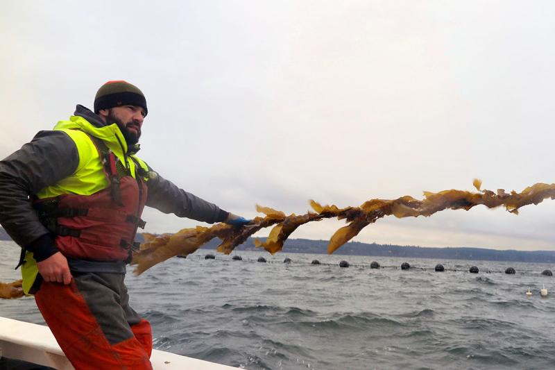 Nick Dubitzky aboard a  vessel pulling sugar kelp aboard