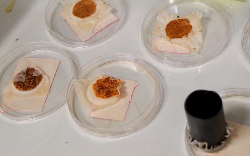 Set of petri dishes filled with drying plankton. 