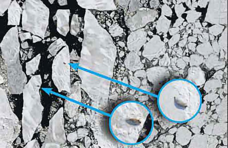 Aerial image of seals on ice. Close up view in blue circle with arrow pointing to where it is in the photo