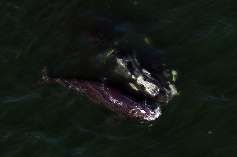 FWC_3328_08JAN2020_2360_crop.jpg