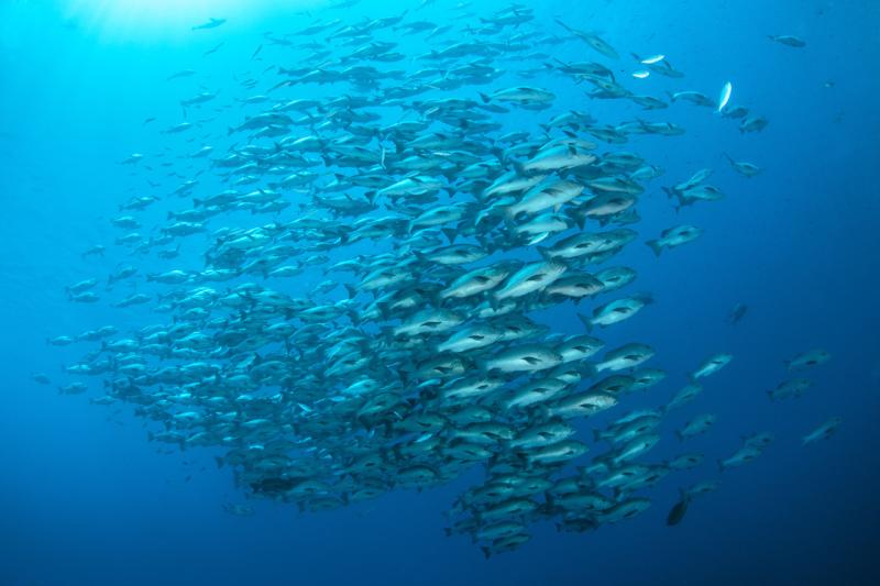 Two-spot red snapper