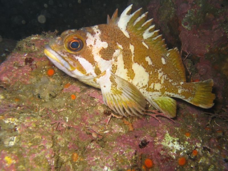 Gopher rockfish, reef bottom, CA, NOAA Corps, Lt John Crofts (Flickr).jpg