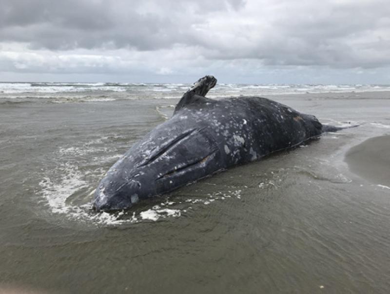 Gray whale stranded on a beach