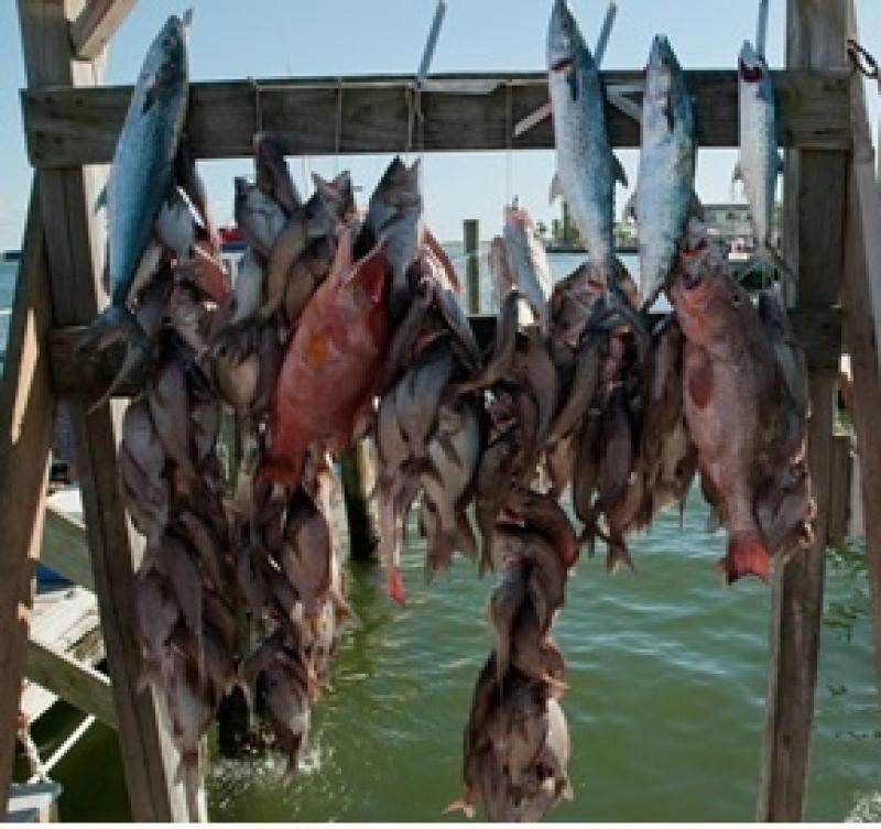 Gulf-fish-headboat-catch-display.jpg