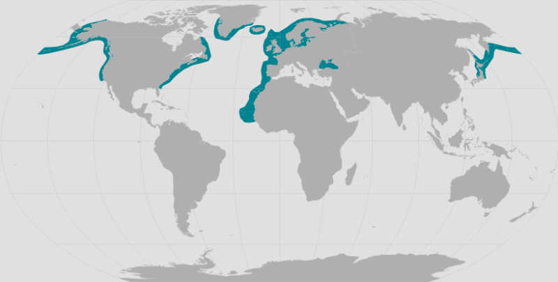 Harbor Porpoise Range.png