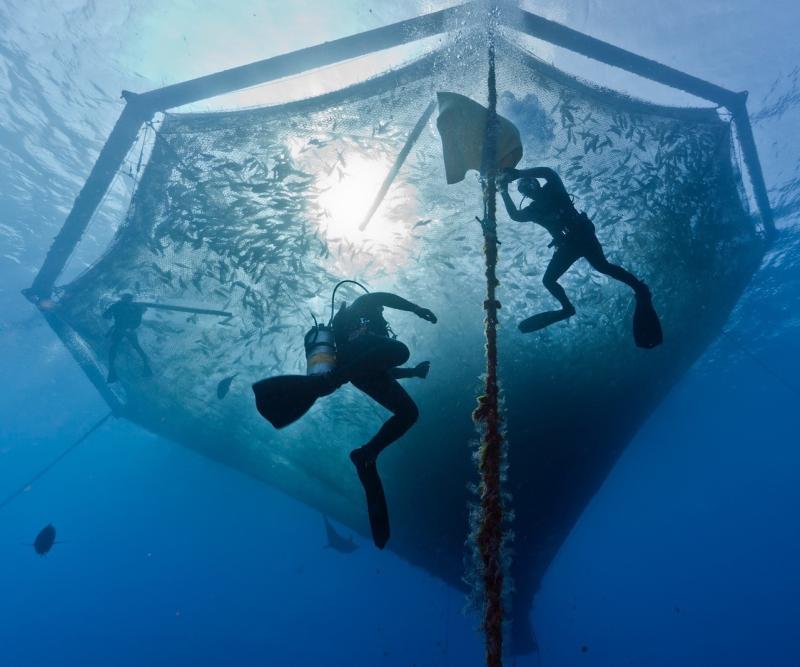 Hawaiian Net Pen Courtesy of Blue Ocean Mariculture.jpg
