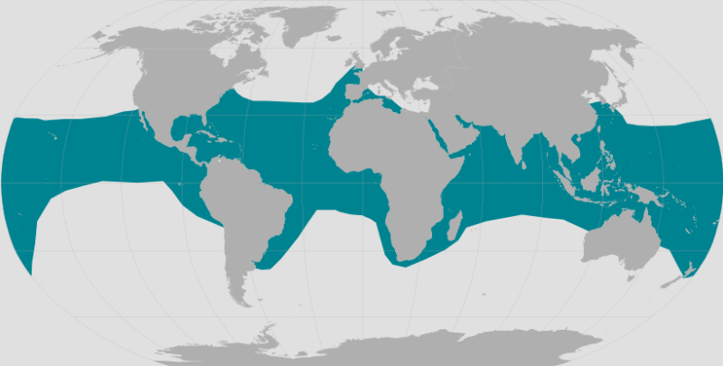 Hawksbill Turtle Range.png